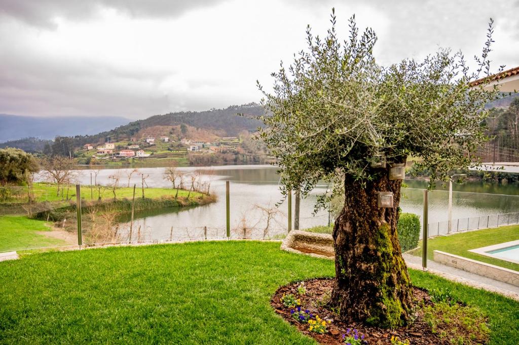 un albero nell'erba vicino a un corpo d'acqua di Casa das Oliveiras a Vieira do Minho