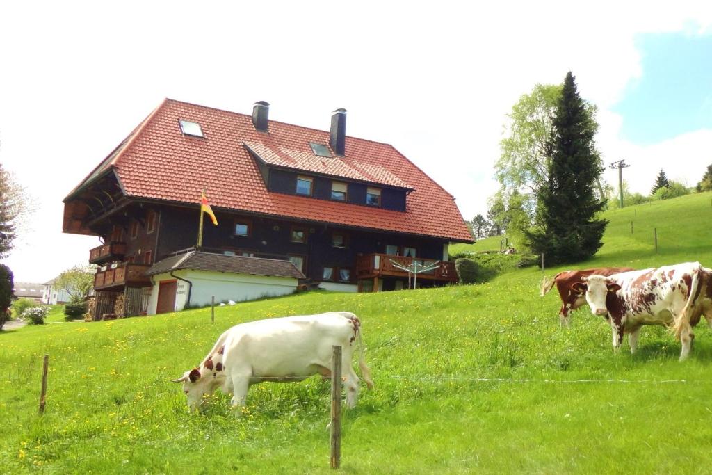 zwei Kühe, die auf einem Feld vor einem Haus weiden in der Unterkunft Haus Winterberg in Schonach