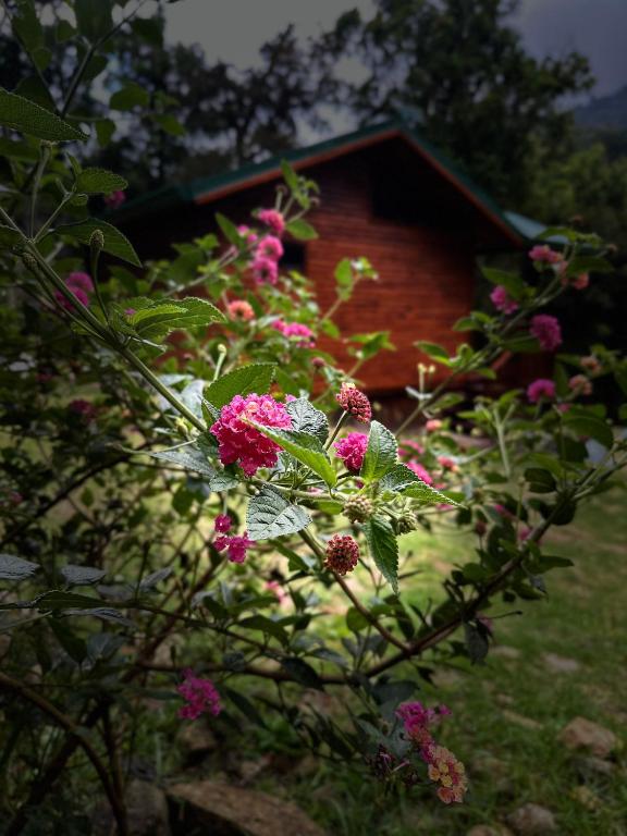 Zahrada ubytování Entre Árboles Lodge