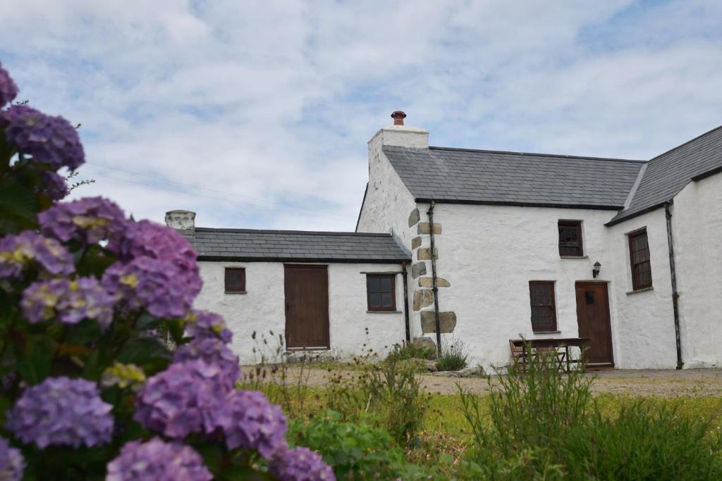 a white building with purple flowers in front of it at Panteurig Cottage in Goodwick