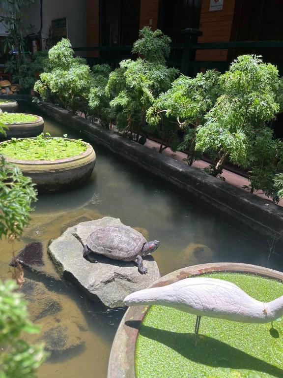 Zahrada ubytování Jasmine Lodge Siem Reap