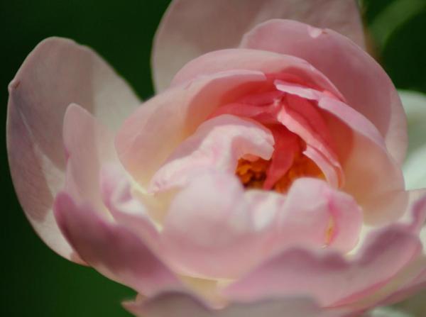 a close up of a pink rose at flower power in Crisan