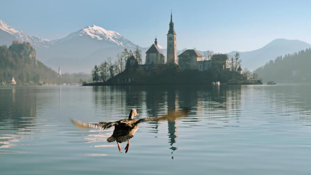 un pato nadando en el agua frente a un castillo en Apartments Vila Cvetka Bled en Bled