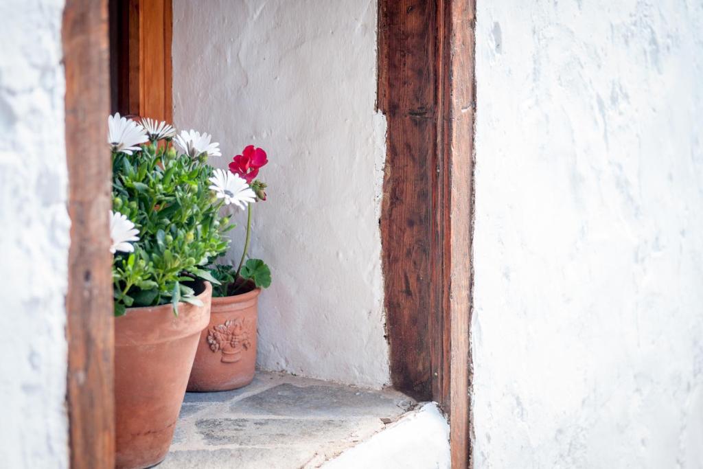 due piante in vaso sedute accanto a un muro di CASA RURAL ARONA Eco Hotel Vegetariano Vegano ad Arona