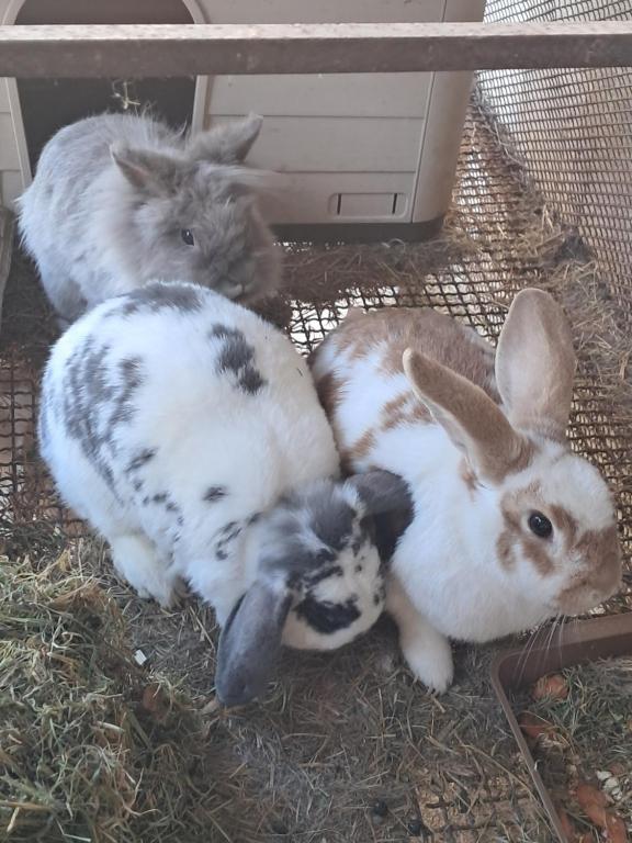 Zvířata v venkovského domu nebo okolí