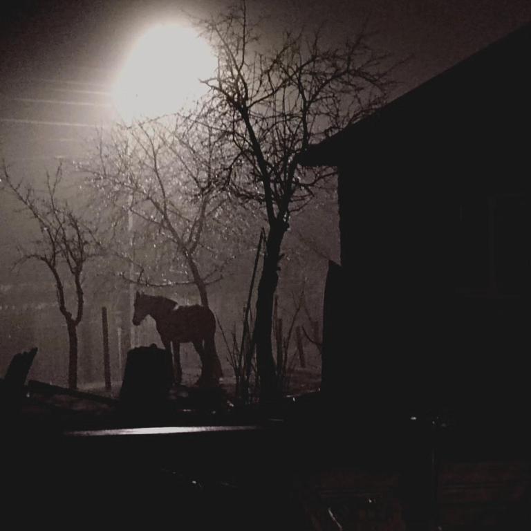 Fotografie z fotogalerie ubytování Chez Marcel la Briza Dunării v destinaci Tulcea