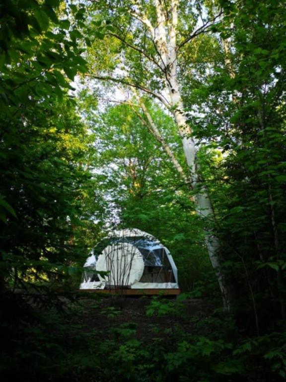 a greenhouse in the middle of a forest of trees at Dôme Forestier - Expérience Glamping détente in Saint-Philémon