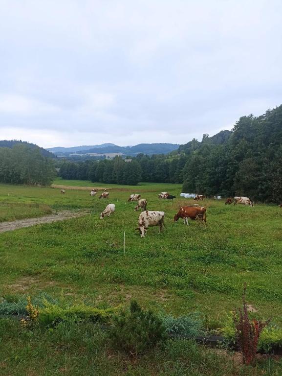 Zvieratá v dovolenkovom dome alebo blízkom okolí