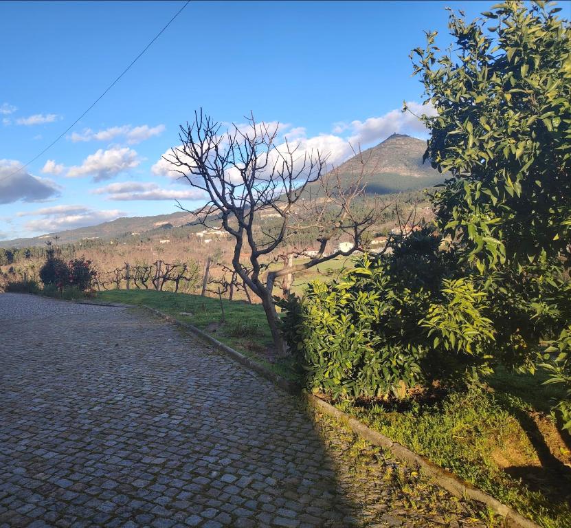 a cobblestone road with a tree on the side at Casa Mondinense in Mondim de Basto