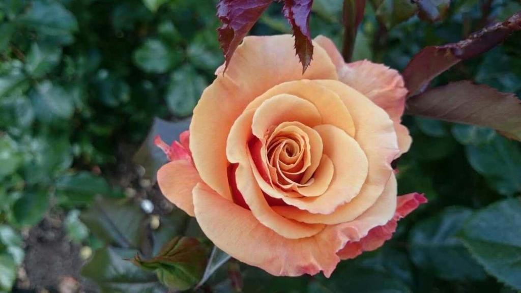 Queens Park Motels - Resim 35