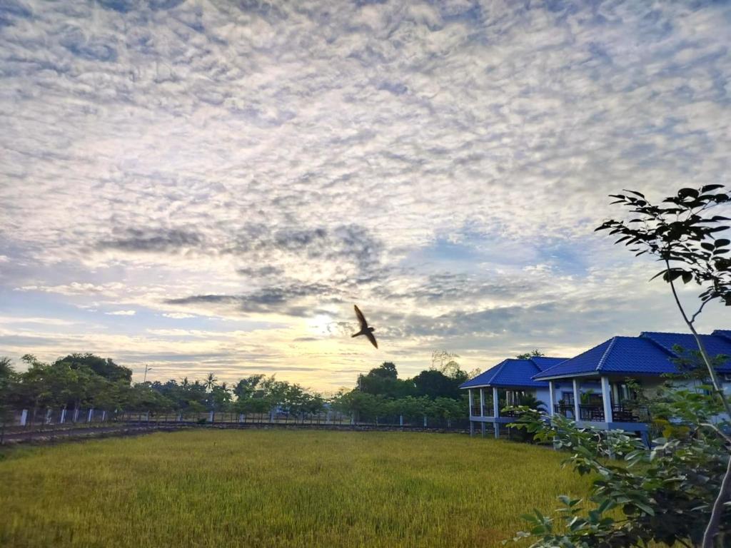 a bird flying in the sky over a field at Baksaei Retreat Ricefield Villas in Kampot