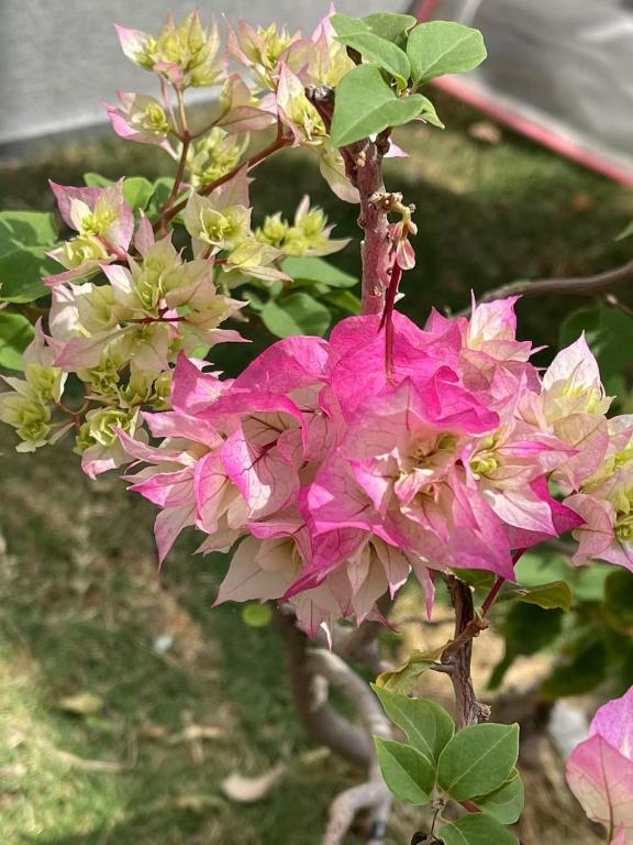 Lanyuan Xiaozhu-New Chinese Courtyard B&B外面的花园