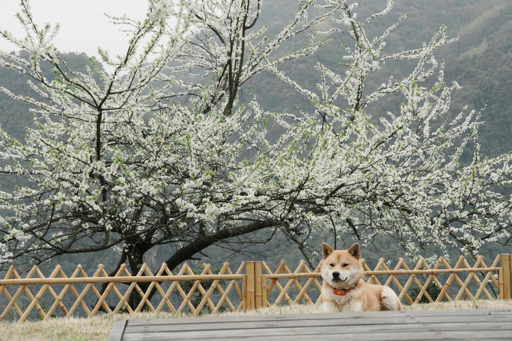 Domácí mazlíčci ubytovaní s hosty v ubytování Chunqiu · Banshan Leisure Resort