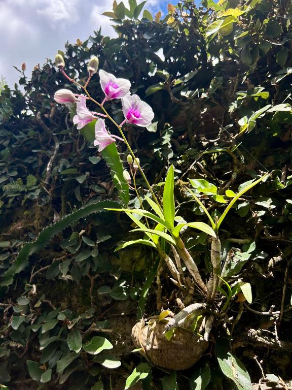 a plant with pink flowers in a basket at Casa da 17 - Lago Sul in Brasília