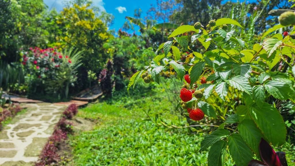 Zahrada ubytování Jardin del Sol Ecoglamping SAS