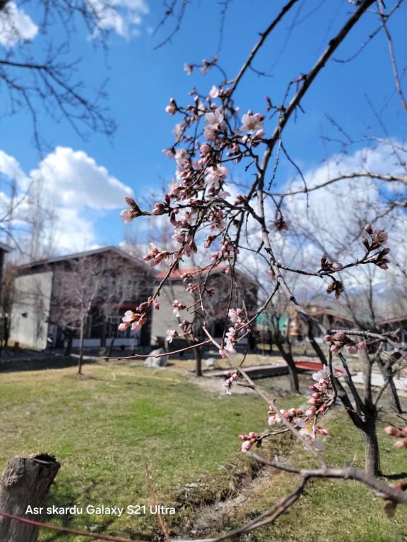 un albero con fiori rosa in un parco di Apricot & spring Resort Skardu a Skardu