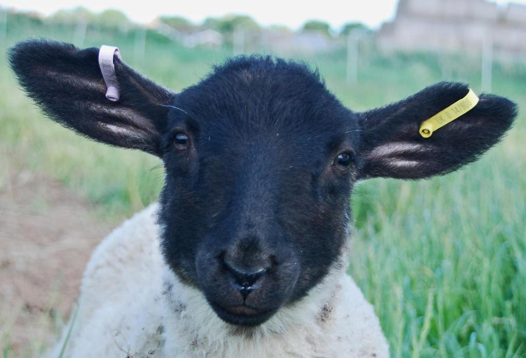 uma cabra negra com uma etiqueta na orelha em Manor Farm Stay em Sutton-on-Sea