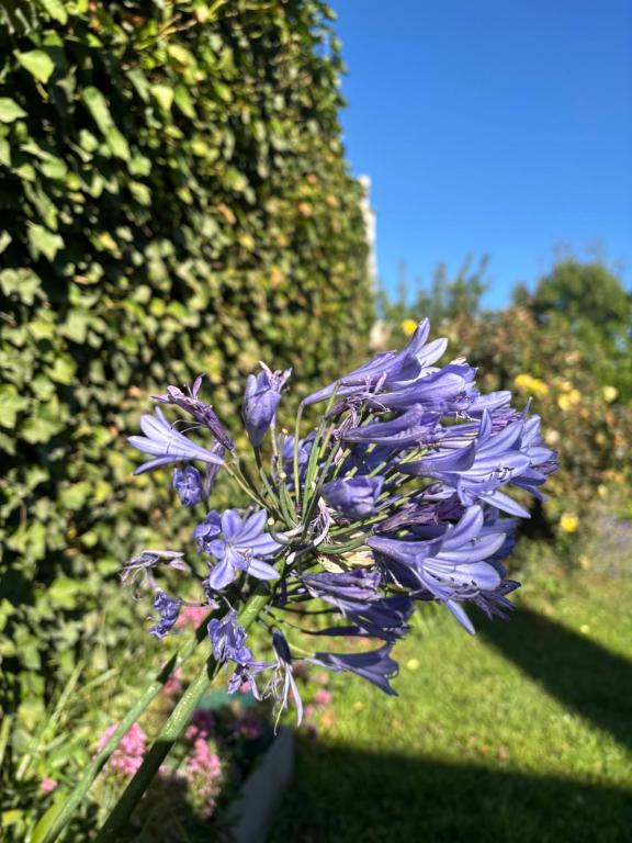 a purple flower in front of a hedge at PataGo! Sea&Sand in Playa Unión