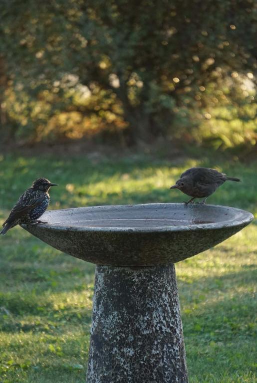 Titoki House - Bed and Breakfast - Resim 15