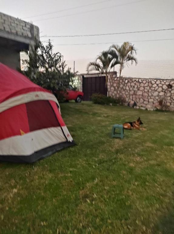 a dog laying in the grass next to a tent at Nada y acampa con tus perritos in Texcalpan