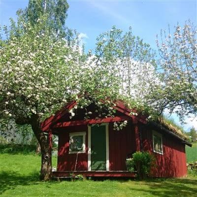 a small red house in a field with a tree at Lensmansgarden Vårsetra in Bø