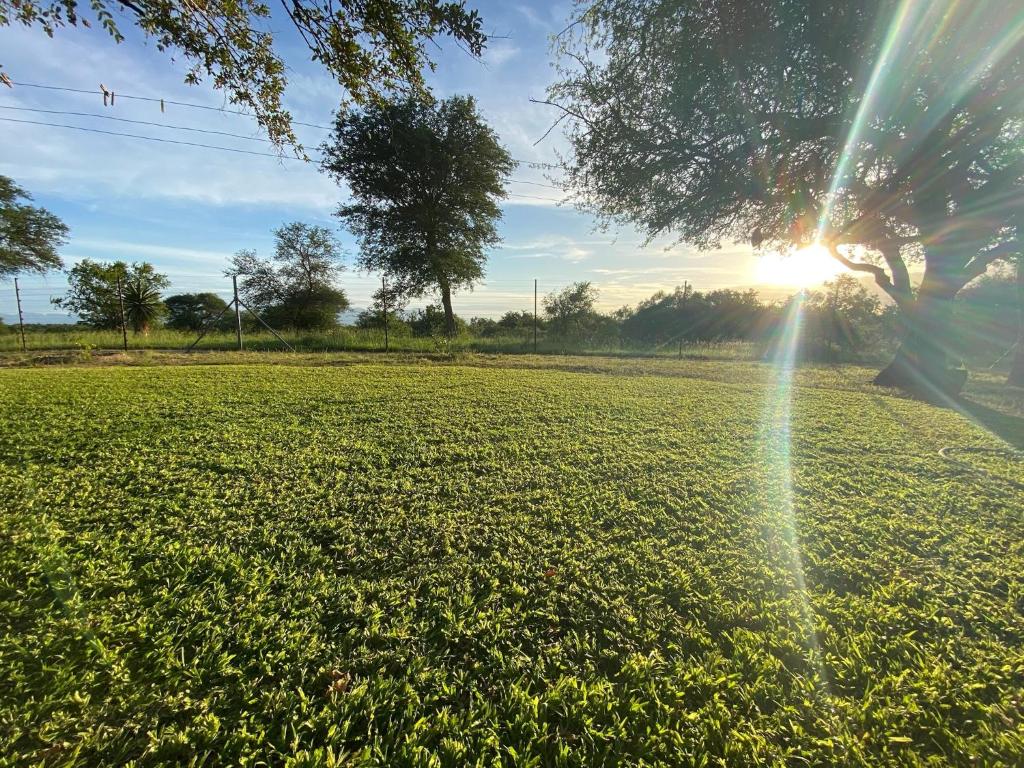 a tree in a field with the sun behind it at Harmonie Hills in Sukani