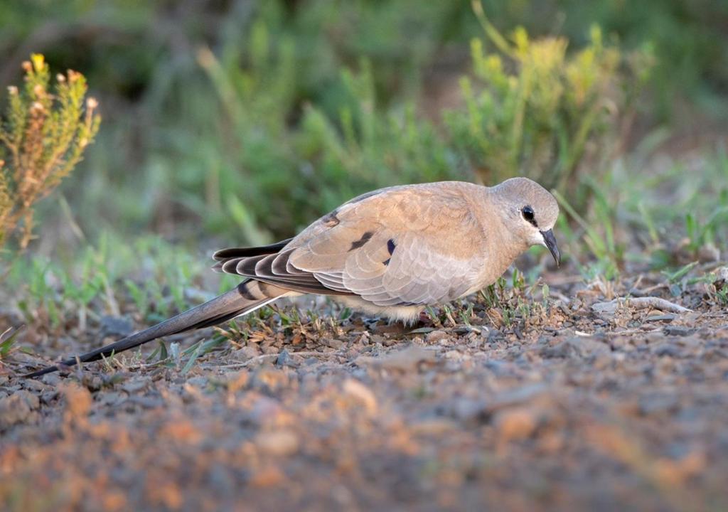 Animaux dans le lodge ou à proximité