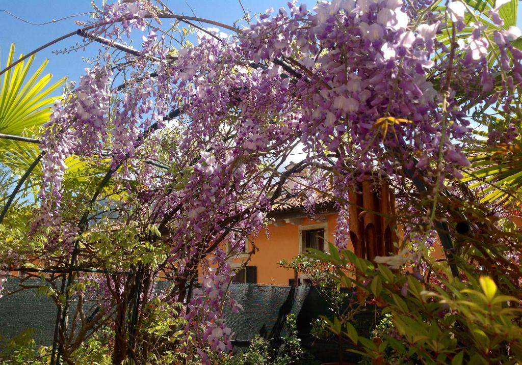 Zahrada ubytování Guest House Santiago