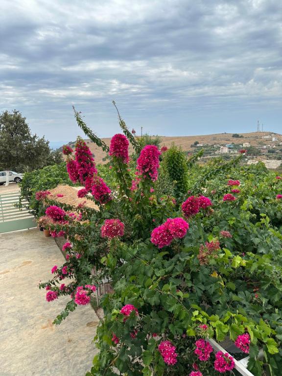 a bunch of pink flowers in a garden at ELÉA Guesthouse himare in Himare