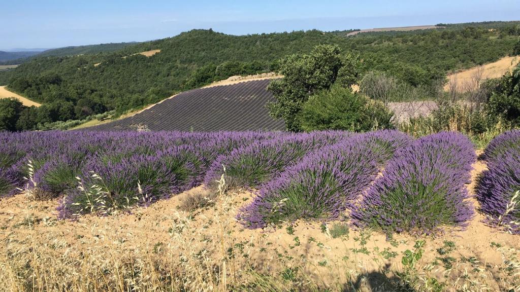 un champ de lavande sur une colline avec un champ d'herbe dans l'établissement Place du village Haute Provence, à Puimichel