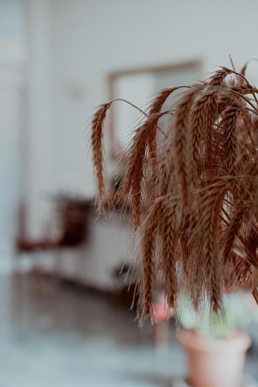 Fotografie z fotogalerie ubytování Coralli Hotel v destinaci Perdika