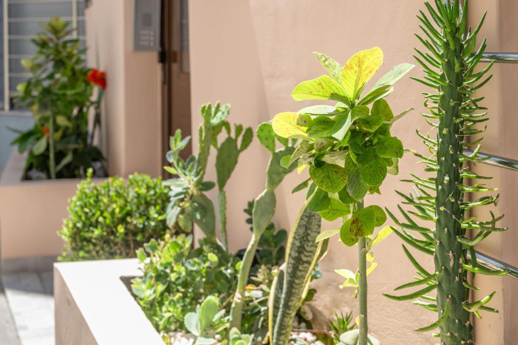 A garden outside Anassa 2 City Center Apartment