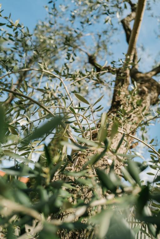 Fotografie z fotogalerie ubytování Ventus Park Hotel v destinaci Nago-Torbole