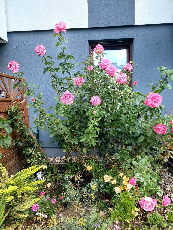 a bunch of pink roses in front of a house at Meta nad morzem in Pogórze