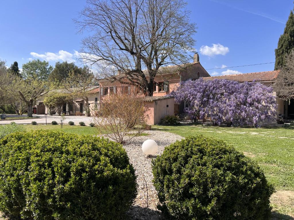un patio con arbustos y una casa con un árbol púrpura en Mas d'Auseu, en Cavaillon