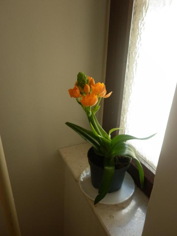 Fotografie z fotogalerie ubytování Apartments Calendula Rubic ve Splitu