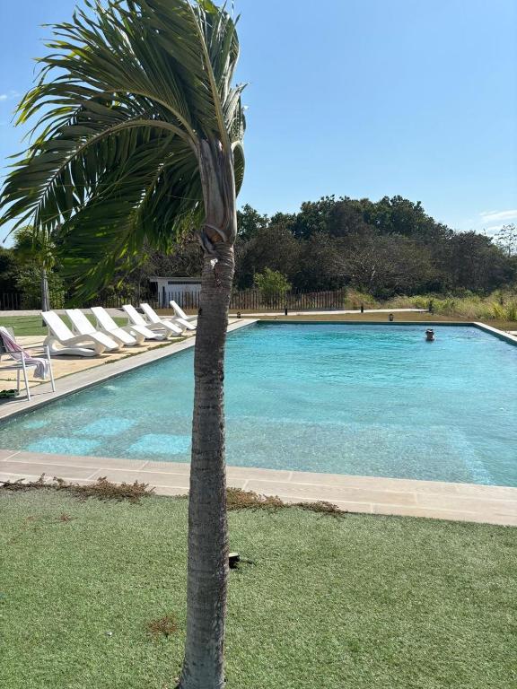 palma di fronte alla piscina di Summer House a Chame