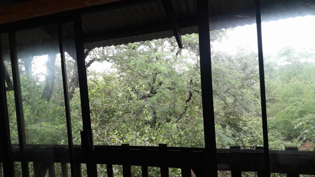 a view of a tree from a window at Rhulani Treetop Cottage in Marloth Park