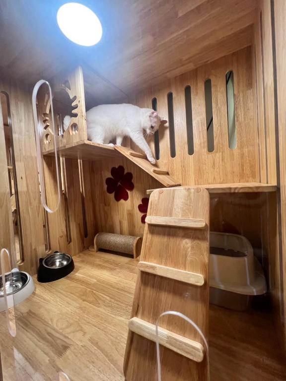 a white cat sitting on a shelf in a kitchen at cat hotel hatyai cat only in Hat Yai