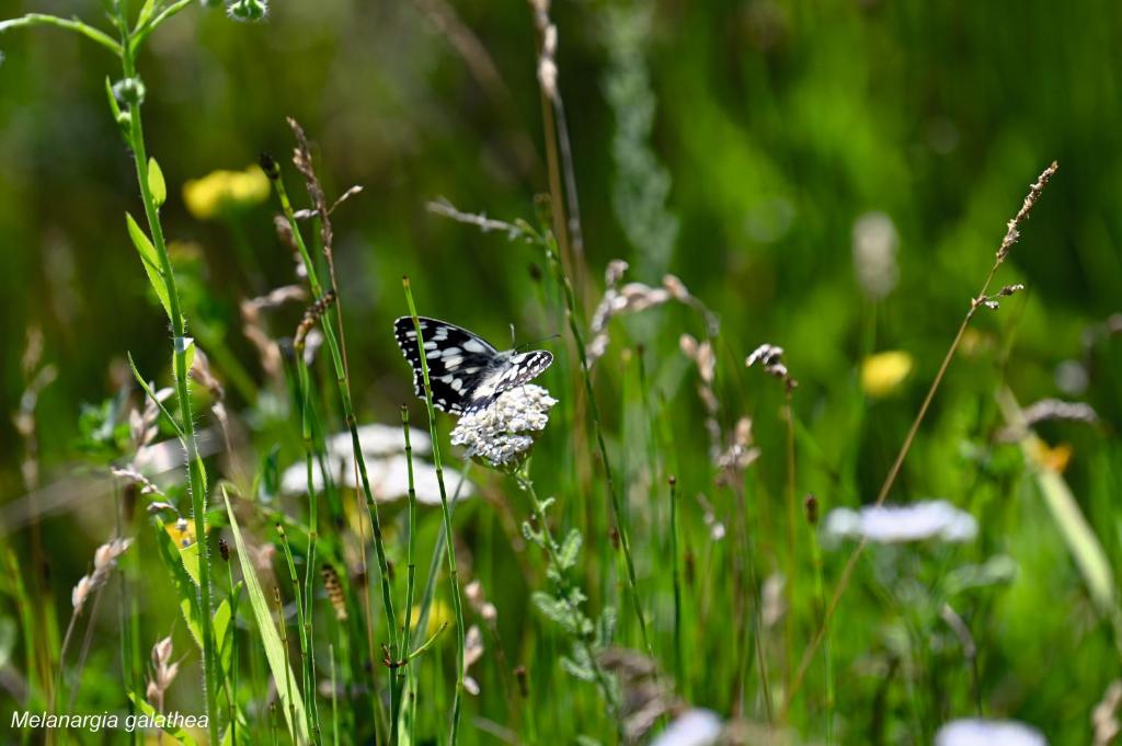 a black and white butterfly sitting on a flower in a field at Colț de Rai in Hîrtoape