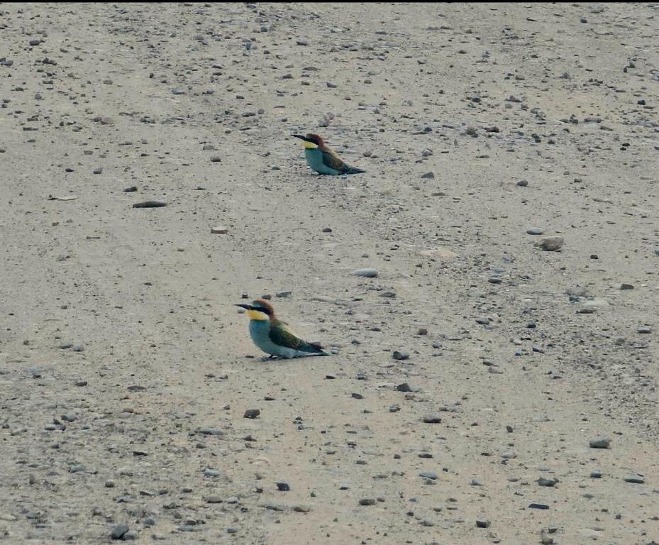 two birds are sitting on the beach at Colț de Rai in Hîrtoape