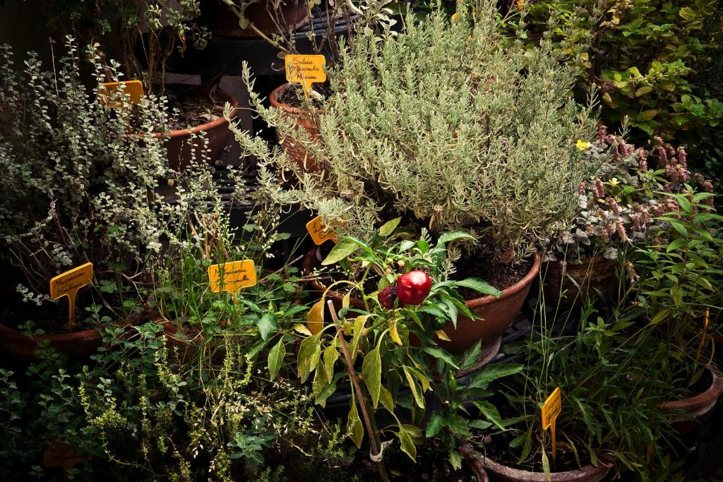 A garden outside Hotel Isa