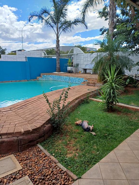 a dog laying in the grass next to a swimming pool at Orchard Guesthouse in Bloemfontein