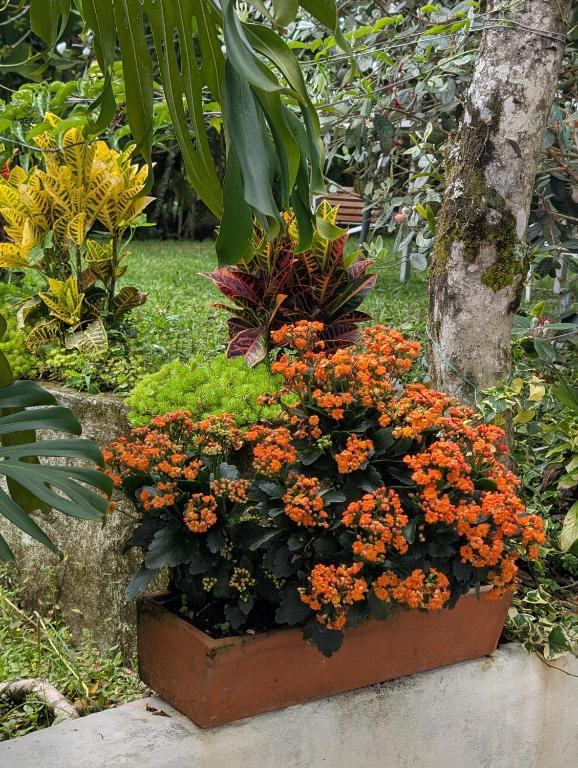 Jardí fora de Terrazas de Salento