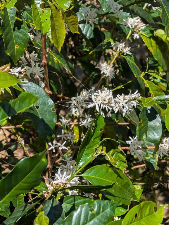 Jardí fora de Terrazas de Salento