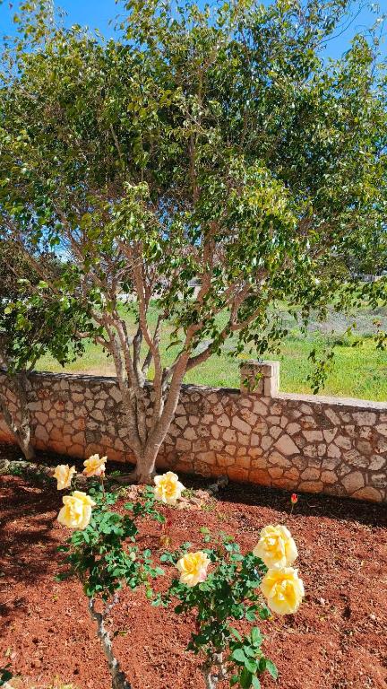 A garden outside Pazinos/Neveli Cottage