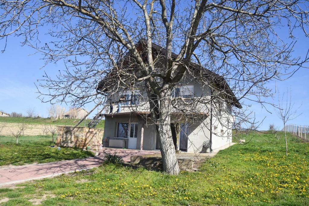 a tree in front of a white house at Dunja in Sivac
