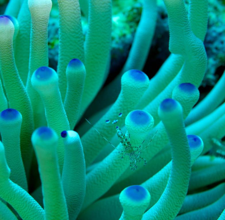 Foto sihtkohas West End asuva majutusasutuse Seagrape Plantation Resort & Dive Center galeriist