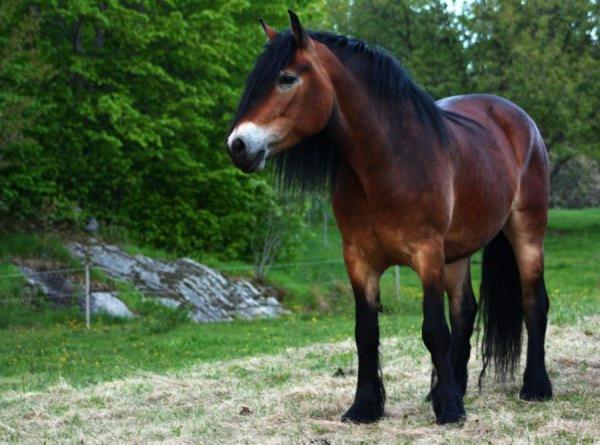 Zvířata v prázdninového areálu nebo okolí