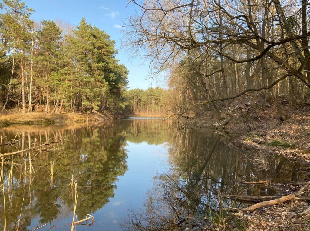 a view of a river with trees in the background at Bungalow im Wald am See - Biberspur in Zieko